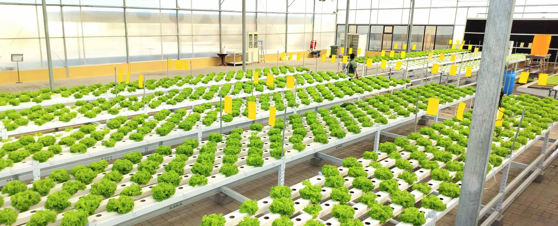 Yanyao hydroponics