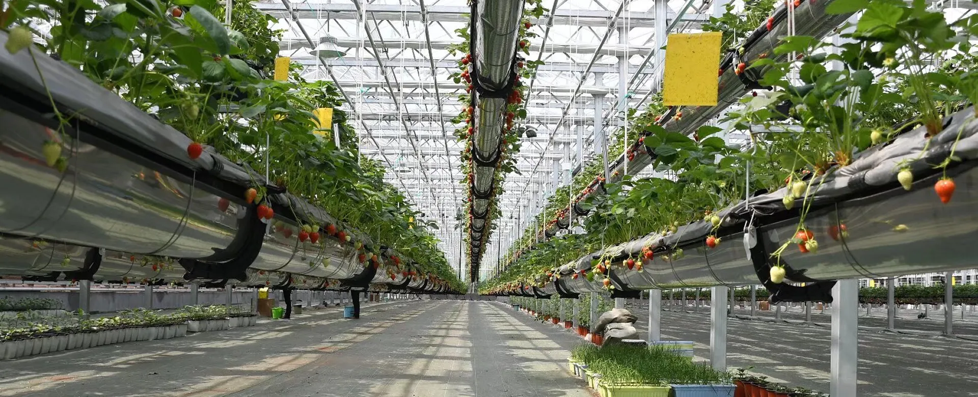 Yanyao hydroponics - 第四张轮播图